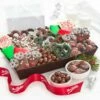 Holiday Reindeer Belgian Chocolate Tray -MRS. FIELDS Sales Store 22WCCCT02